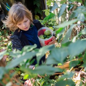 A child picks tomatos