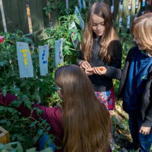 Three children gather around a vegetable bed