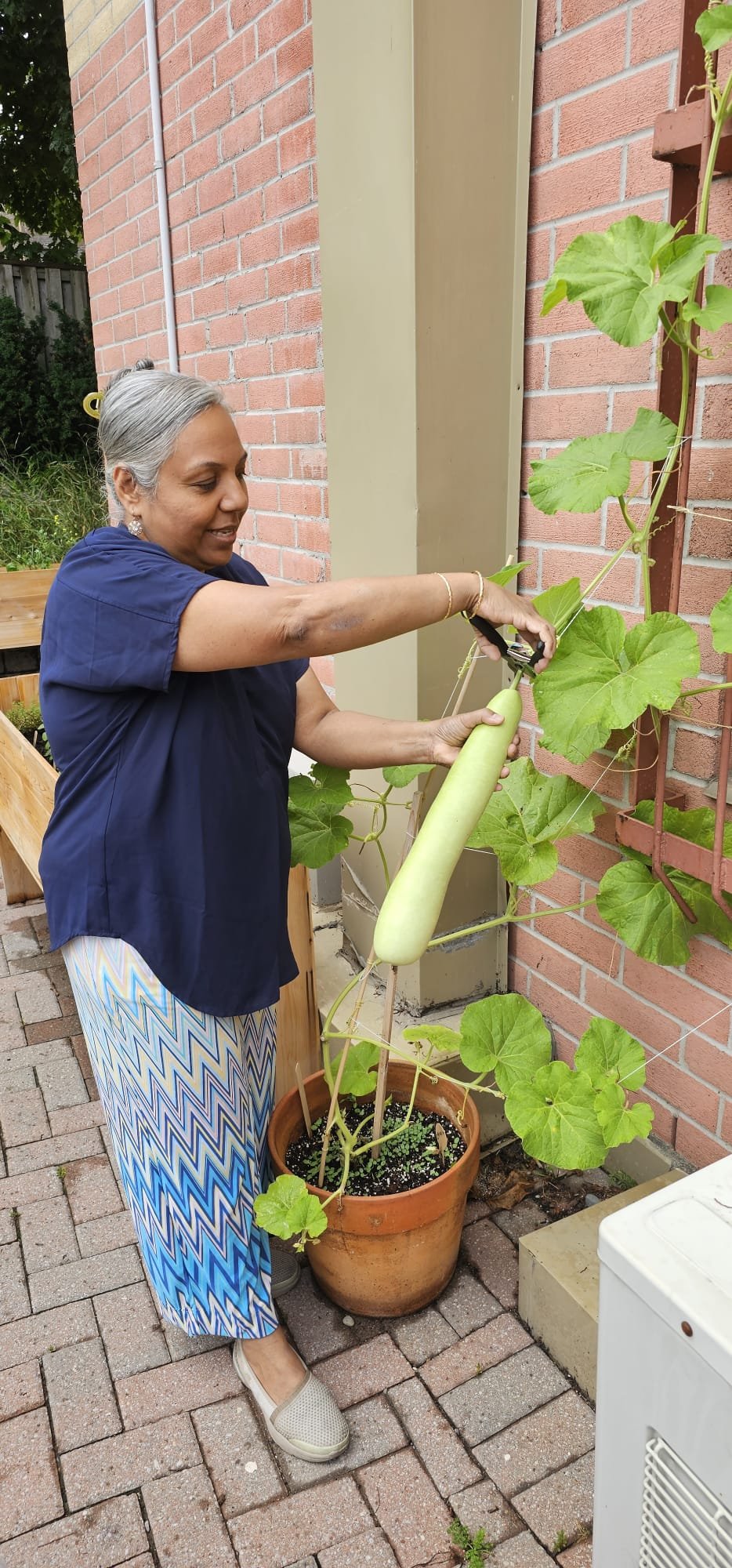 A woman with gray hair uses garden shears to harvest a large bottle gourd from a potted plant next to a brick wall, showcasing how co-operative housing residents enjoy gardening together.